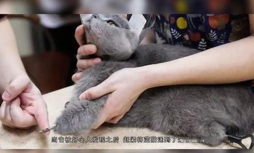 最新爆料虐待学生,最新爆料揭露教师虐待学生骇人真相  第1张